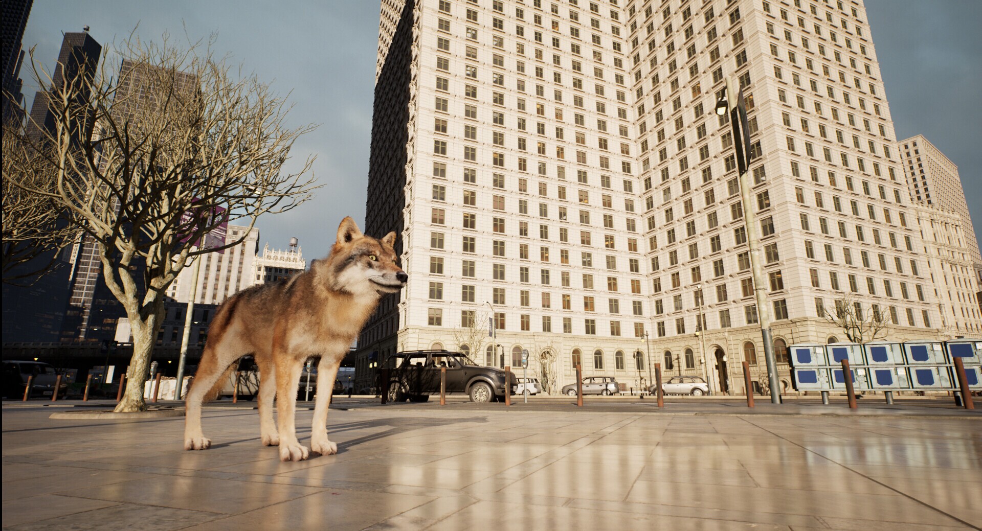 WOLF IN THE CITY